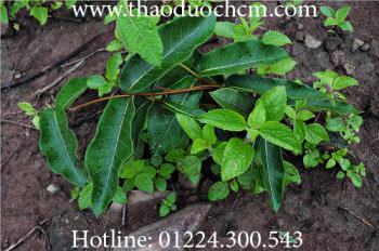 Công dụng chữa bệnh của cây hà thủ ô đỏ đối với sức khỏe!!!