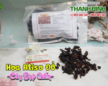 Mua bán cây bụp giấm tại quận hoàng mai tốt cho tiêu hóa và trừ ho hiệu quả