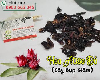 Mua cây bụp giấm (hoa atiso đỏ) ở đâu tại tphcm ???