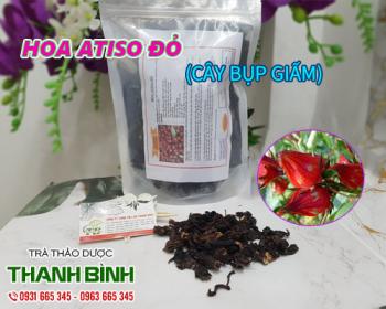Mua bán cây bụp giấm ở huyện cần giờ có tác dụng thanh lọc cơ thể