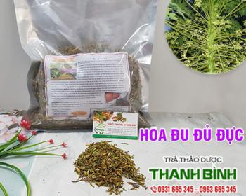 Mua bán hoa đu đủ đực tại bình định giúp điều trị ho an toàn nhất