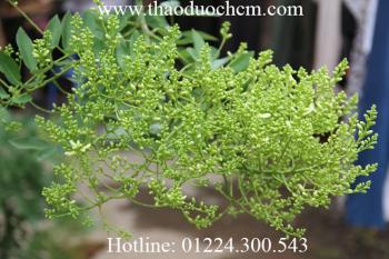 Mua bán hoa hòe tại cần giờ giúp điều trị hỗ trợ bệnh trị uy tín