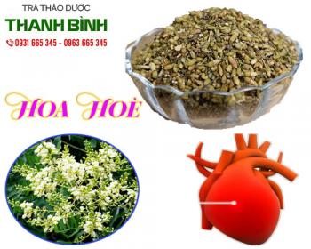 Cách sử dụng hoa hoè trong chữa bệnh xuất huyết hiệu quả nhất