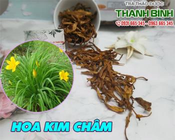Mua bán hoa kim châm tại quận 3 hỗ trợ chống viêm tiết niệu