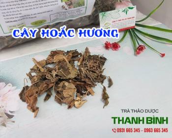 Mua bán cây hoắc hương ở quận gò vấp giúp điều trị mệt mỏi, cảm mạo