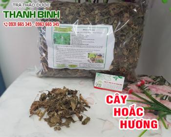 Mua bán cây hoắc hương tại quận 2 có tác dụng điều trị cảm mạo, viêm mũi