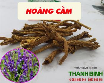 Mua bán hoàng cầm tại quận 5 điều trị viêm dạ dày khởi phát