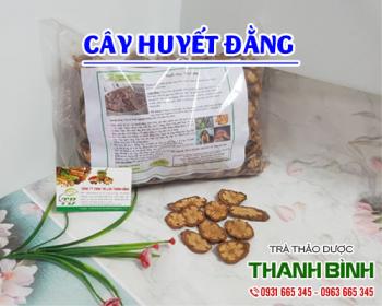 Mua bán cây huyết đằng tại quận 12 giúp giảm đau nhức dây thần kinh hông