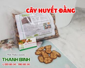 Mua bán cây huyết đằng ở huyện cần giờ giúp tăng cường sức khỏe hiệu quả