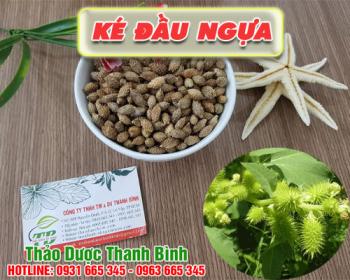 Mua bán ké đầu ngựa tại quận 12 trị viêm đường tiết niệu rất tốt