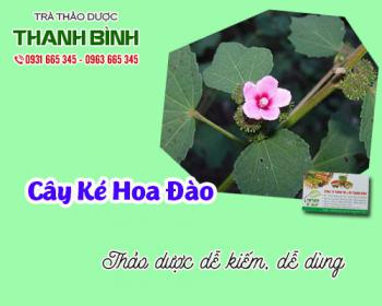 Mua cây ké hoa đào ở đâu tại tphcm?