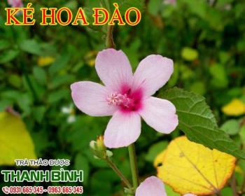 Ké hoa đào[ hình ảnh công dụng] mua ở đâu chất lượng ?