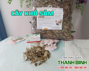 Tác dụng của cây khổ sâm trong điều trị vảy nến, lở ngứa hiệu quả nhất
