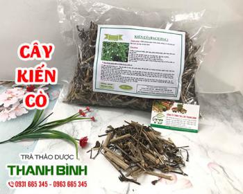 Mua cây kiến cò ở đâu tại tphcm?