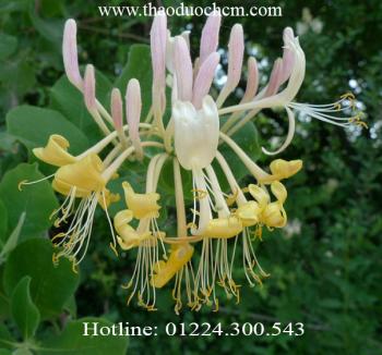 Mua bán kim ngân hoa tại quận 11 giúp điều trị viêm xoang