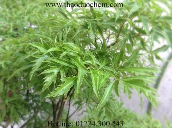 Mua bán lá đinh lăng tại củ chi chữa đau nhức xương khớp hiệu quả