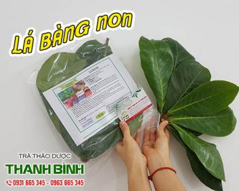 Công dụng của lá bàng non trong việc chăm sóc sức khỏe răng miệng