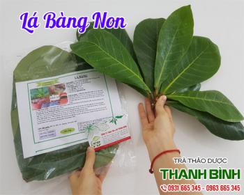 Mua bán lá bàng non tại quận 1 sử dụng chữa nhiệt miệng