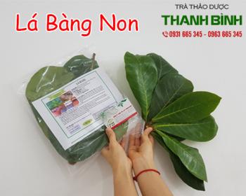 Mua bán lá bàng non uy tín chất lượng nhất ở đâu ???