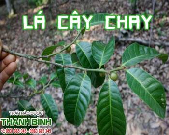 Tác dụng của lá cây chay giúp điều trị ăn không tiêu hiệu quả nhất
