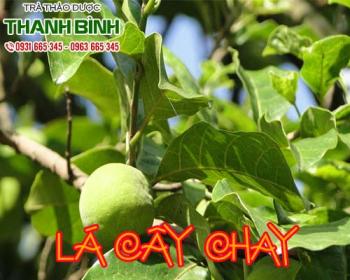 Lá cây chay[ hình ảnh công dụng] mua ở đâu tại tphcm?