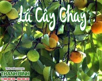 Mua bán lá cây chay tại quận 3 giúp điều trị đau nhức xương khớp hữu hiệu