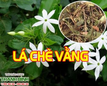 Mua bán lá chè vằng tại quận 9 giúp điều hòa kinh nguyệt không đều ở nữ giới