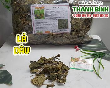 Công dụng của lá dâu trong điều trị đau mắt đỏ mất ngủ hiệu quả nhất