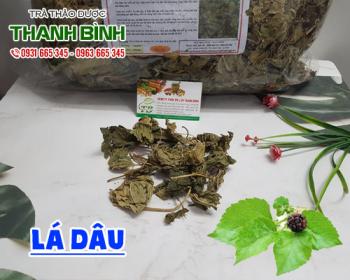 địa điểm bán lá dâu điều trị chứng mồ hôi trộm ở trẻ hiệu quả nhất