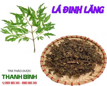 Mua bán lá đinh lăng ở huyện cần giờ điều trị mất ngủ và mệt mỏi