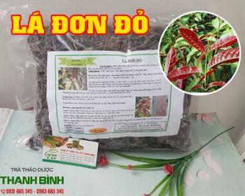 Mua bán lá đơn đỏ tại huyện cần giờ trị mụn nhọt mẩn ngứa ngoài da