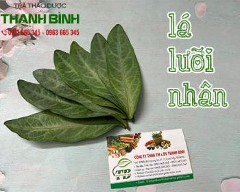 Mua bán lá lưỡi nhân ở huyện nhà bè giúp điều trị chứng phù nề