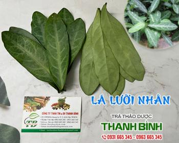 Mua bán lá lưỡi nhân tại huyện mê linh có tác dụng cầm máu rất tốt