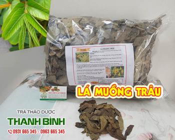 địa chỉ bán lá muồng trâu tăng cường phục hồi men gan chất lượng nhất