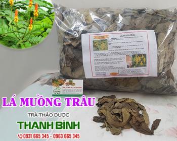 Mua bán lá muồng trâu tại huyện ba vì có tác dụng thanh nhiệt thải độc 