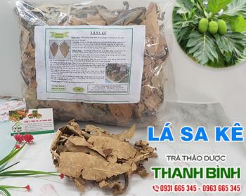 Mua bán lá sa kê tại huyện thanh trì giúp giảm chứng ợ hơi an toàn nhất