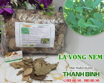 Mua bán lá vông nem tại bình phước giúp điều trị viêm đại tràng rất tốt