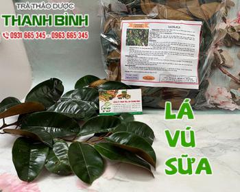 Mua lá vú sữa ở đâu tại tphcm?