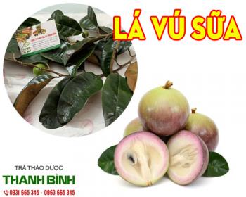 Mua bán lá vú sữa tại quận tân bình có tác dụng hoạt huyết làm tan máu ứ