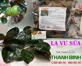 Mua bán lá vú sữa tại quận long biên giúp điều trị tiêu chảy rất tốt