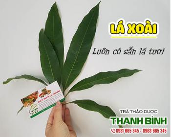 Mua bán lá xoài ở quận phú nhuận có tác dụng lợi tiêu hóa, giảm co thắt