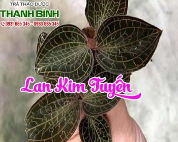 Lan kim tuyến [công dụng cách sử dụng] mua ở đâu chất lượng?