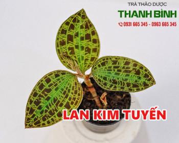 Mua bán lan kim tuyến ở quận tân bình dùng ngâm rượu chữa bệnh