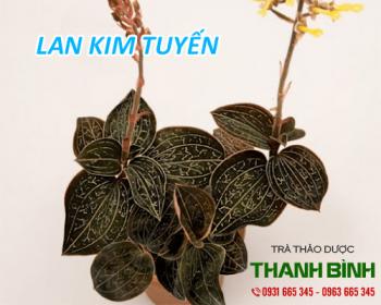 Mua bán lan kim tuyến ở quận nhà bè phòng ngừa và điều trị ung thư