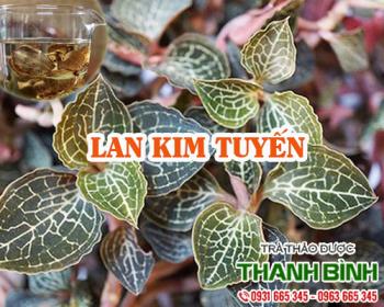 Mua bán lan kim tuyến tại hà nội uy tín chất lượng tốt nhất