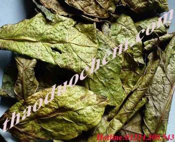 Mua bán cây xạ đen tại quận 11 điều trị gan nhiễm mỡ tốt nhất