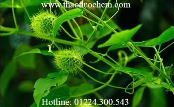 Mua bán cây lạc tiên tại quận gò vấp chữa đau bụng rất hiệu quả