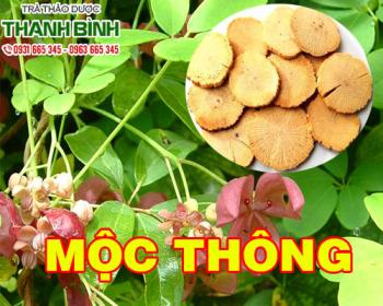 Mua bán mộc thông tại quận 7 hỗ trợ điều trị tiểu buốt tiểu rắt hiệu quả