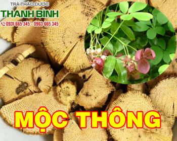 Mua bán mộc thông ở quận bình tân giúp thanh nhiệt giải độc gan hiệu quả