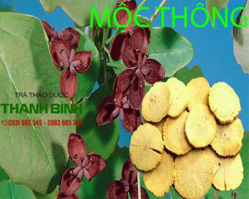 Mộc thông [ hình ảnh công dụng ] mua ở đâu chất lượng?